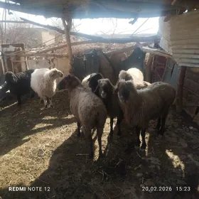 гойунлар ве гочкар