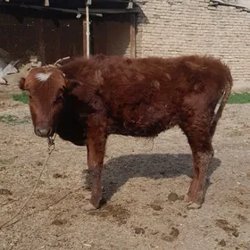 Oküzçeler  2 sany.