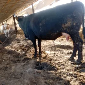 швет саглык инек