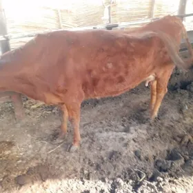 красный степной