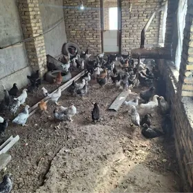 gigant broller jüyjä