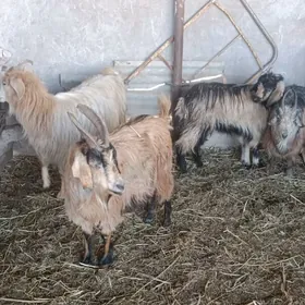 owlakly geci we bogaz geci