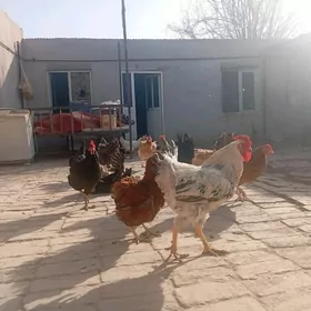 Гигант товук хоразлар