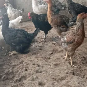 товук жуйже