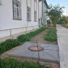 Taze zaman kateź 5 kom