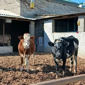 GALIŞTEÝIN SYGYRLAR