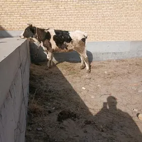 ала порода малар