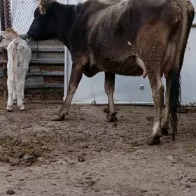 şwes yerli tohum göleli sygyr