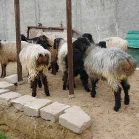 bakylan işşek çewiş