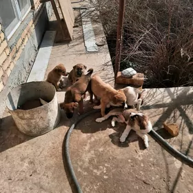 кучук чага мугт