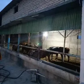 Howly jaỳ Ferma  gurnalgy