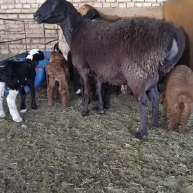 kisar guzyly goyunlar