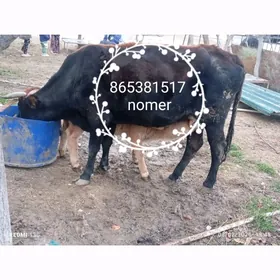 2 goleli sygyr  1 okuz