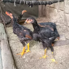 Koreyiski o şamo!!!