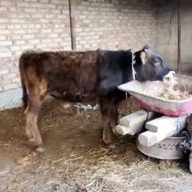 Öküz Şiwet 8 aýlyk