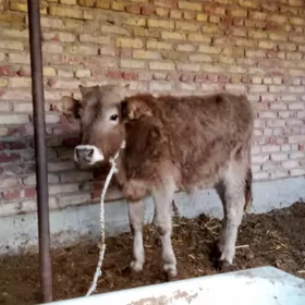 Tohum Öküz Şiwet 10 aýlyk