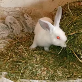 кролики  белые