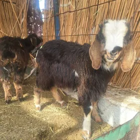 owlak mitis pakistan