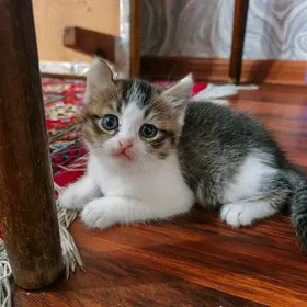 Shotland dik gulak oglanjyk