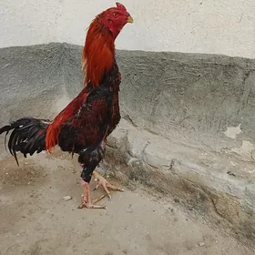 horazatasy özbek enesi karey