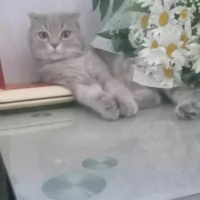 домашние животные