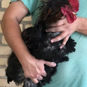 инкубационные яйца