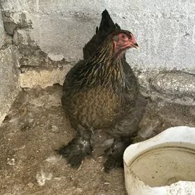 Towuk we horaz  Brama