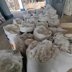 Pagta çigidi aýrylan görnüşde