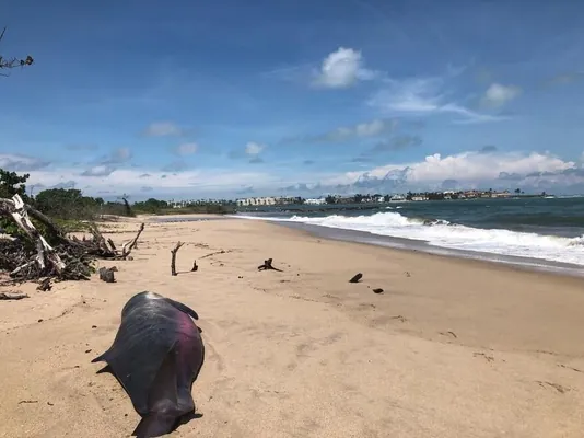 Floridada kenara zyňylan girdenek kaşalotlarda bakteriýanyň nämälim görnüşleri ýüze çykaryldy