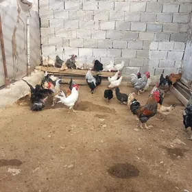 Товук Хораз