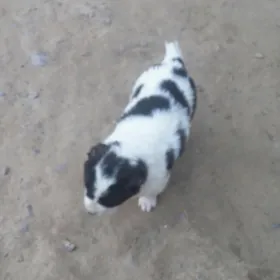 ŧᵾɍꝁmɇn ǥᵾɉɨꝁ 2sany