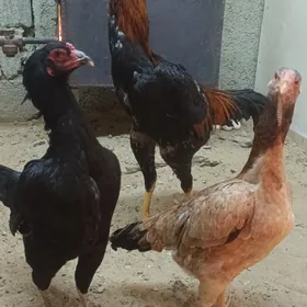 taskent towuk gyssagly