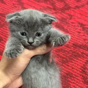 шотландская кошка