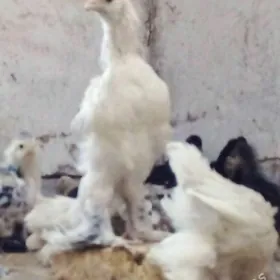 Paroda towuk jùýje