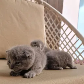 Вислоушки котята