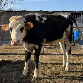 SATLYK TUWE HEM OKUZ