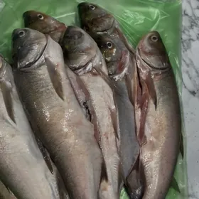 Рыба Талсталоп