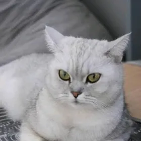 Серебристые шиншиллы