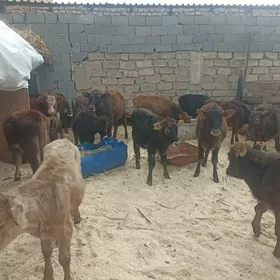 öküzçe tüwe öküz göle