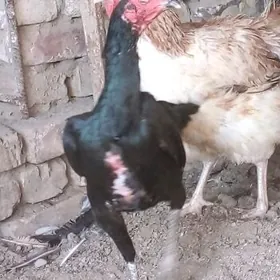 бойсов товук