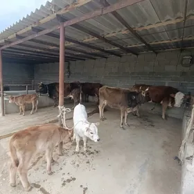 4Sany Goleli sygyrlar