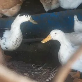 Gak gak ordek yumurtga