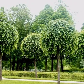 Tut şar görnüş - Шелковица