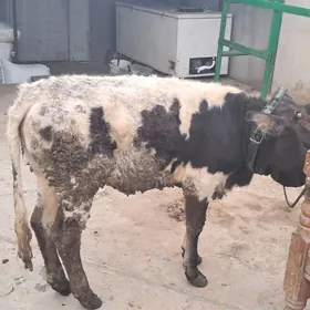 göle tüwe 9 aỳlyk