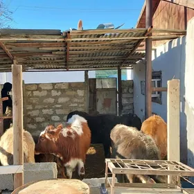 окузлер ве гачарлар