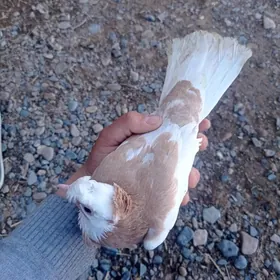 kepderi кепдери голубы