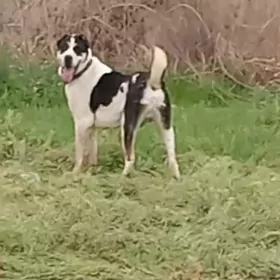 Алабай гужук