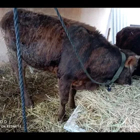 GALGYR ARASSA BEYİK