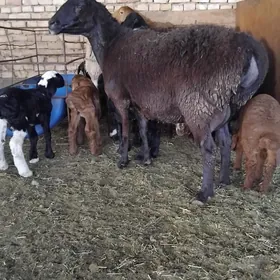 kisar guzyly goyunlar