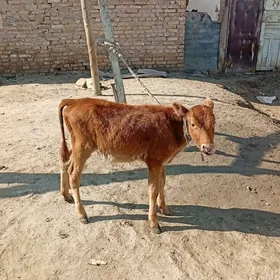 унажын хожек